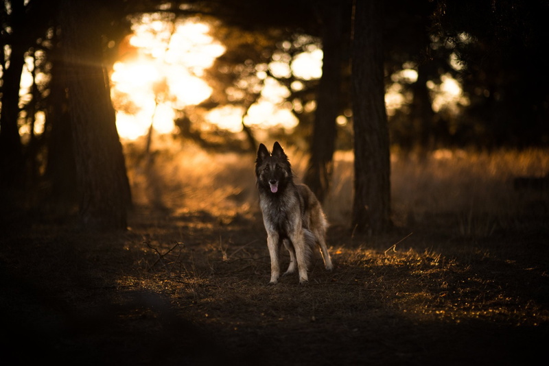 Pet, Dog, Animal, Tervuren, 1080P, Belgian Shepherd