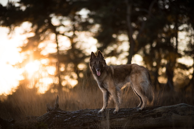 Dog, 1080P, Tervuren, Pet, Animal, Belgian Shepherd