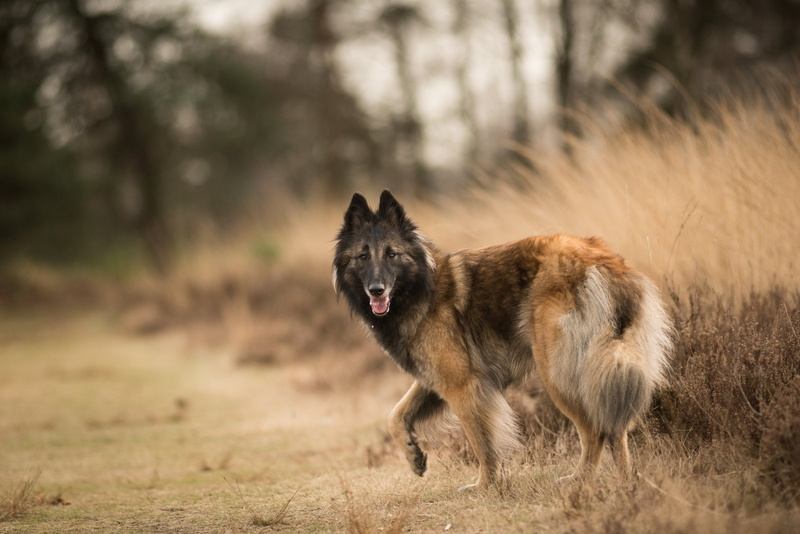 Animal, Pet, Dog, 1080P, Tervuren, Belgian Shepherd