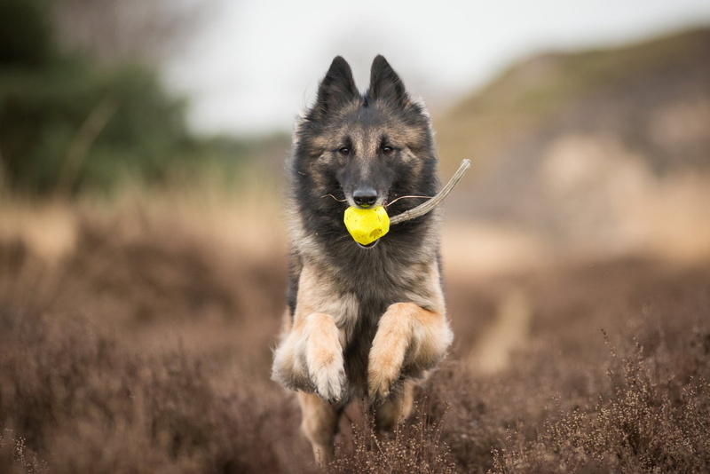 Pet, 1080P, Animal, Tervuren, Dog, Belgian Shepherd