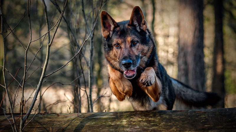 pets, purebred dog, no people, 1080P, domestic animal, dog, animal, shepherd, portrait, nature, canine, domestic animals, day, animals, malinois, shepherd dog