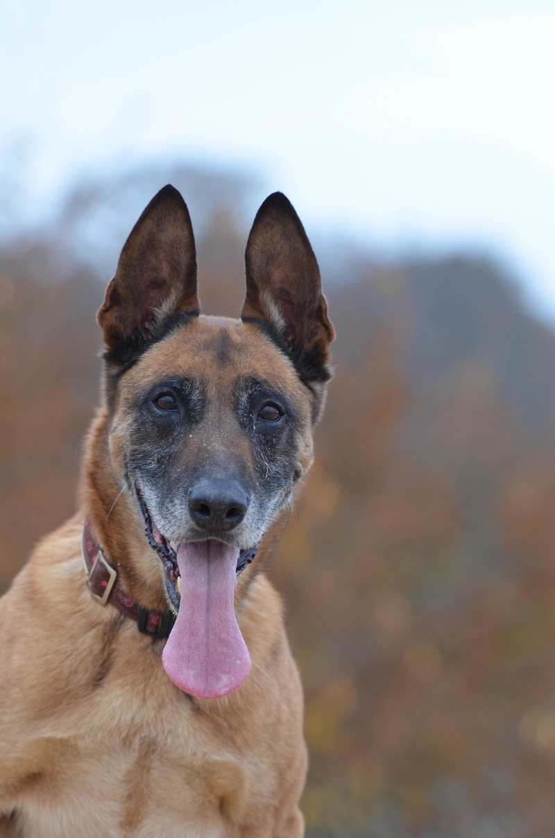 panting, friendly, attention, mouth open, focus on foreground, animal themes, autumn, animal body part, face, front view, pet, canine, close-up, pets, one animal
