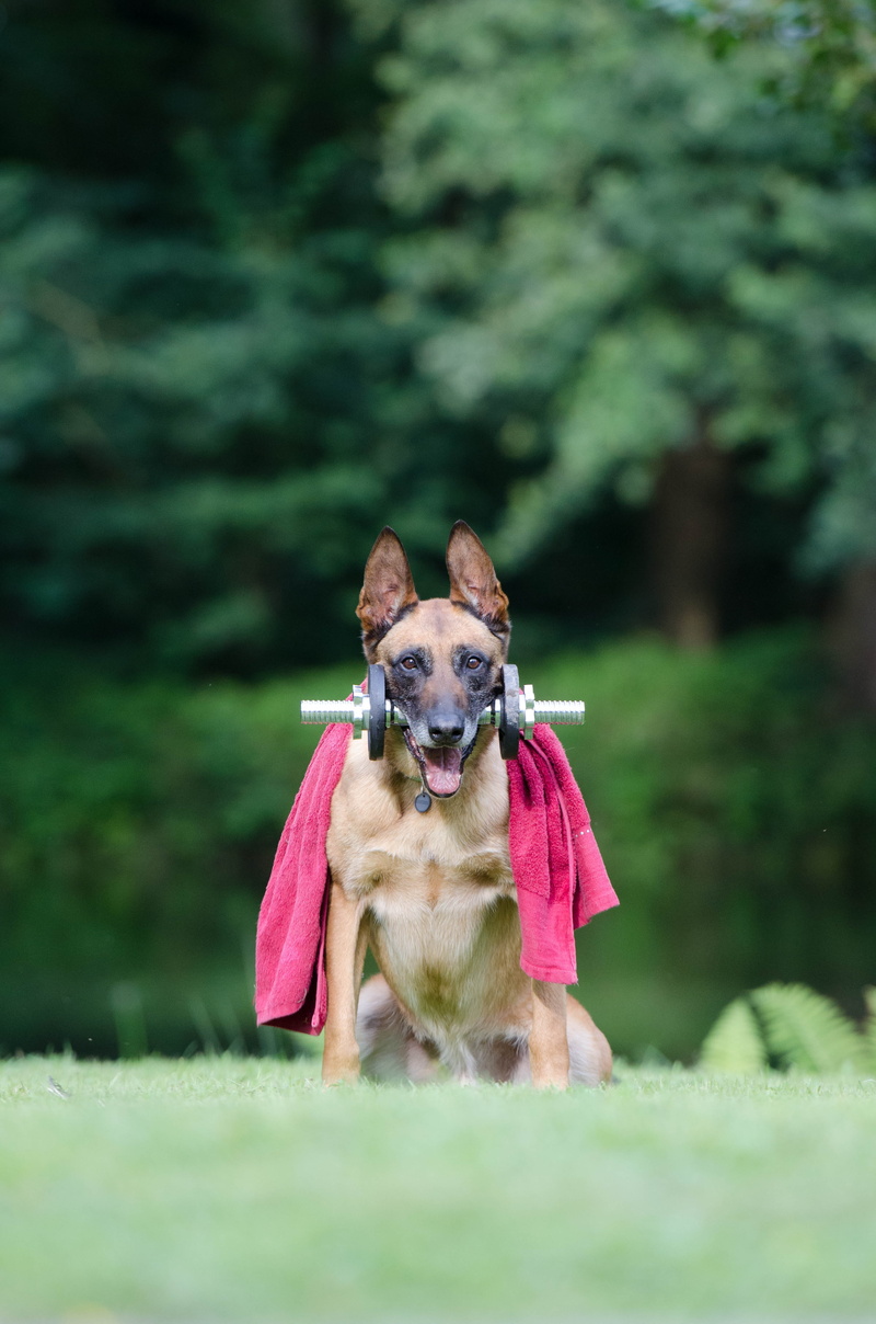 portrait, looking at camera, one animal, selective focus, nature, day, no people, small, mammal, purebred dog, plant, belgian shepherd dog, animal themes