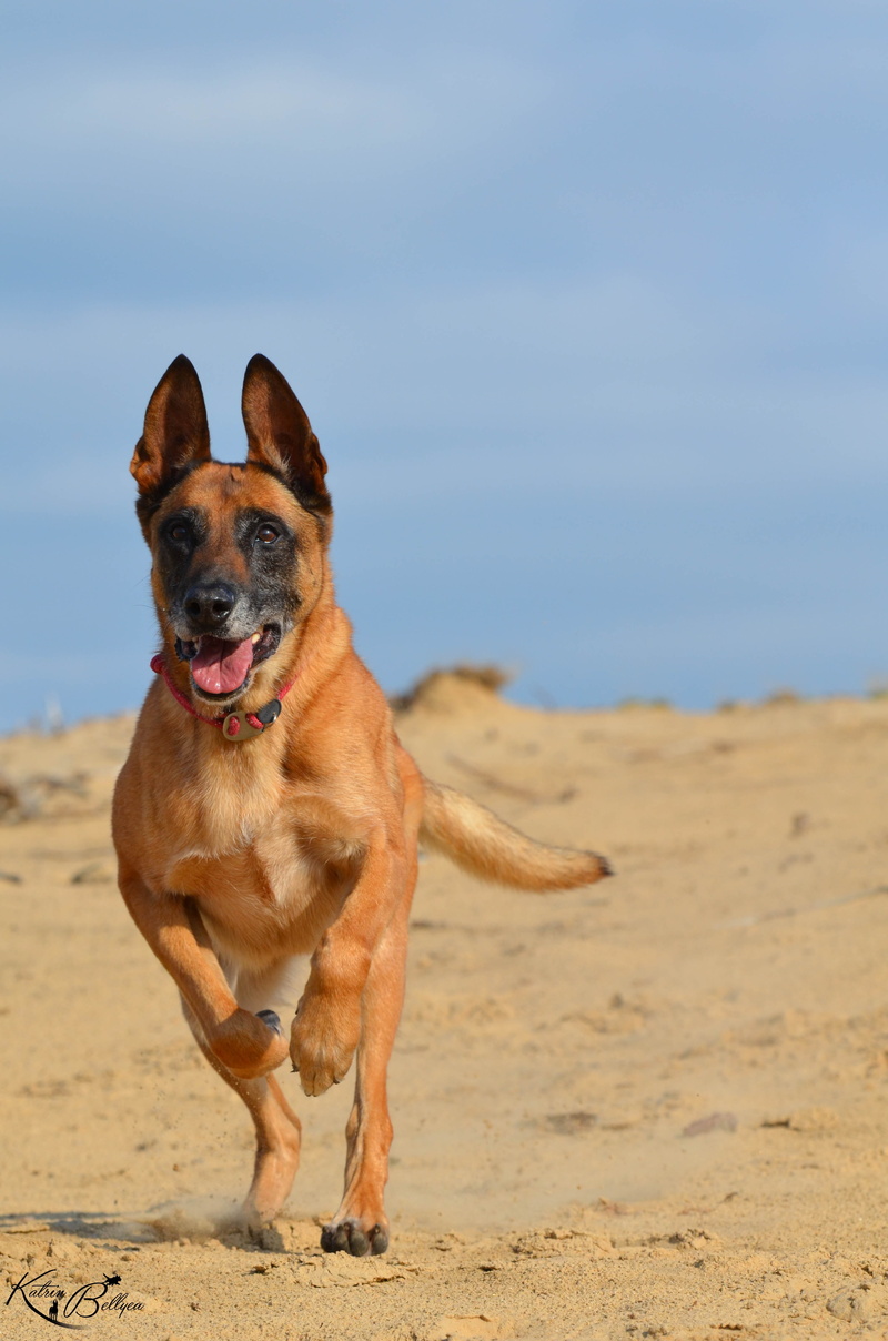 mouth, domestic, animal, domestic animals, mammal, land, panting, facial expression, pets, beach, vertebrate, one animal, sand, belgian shepherd dog, animal themes