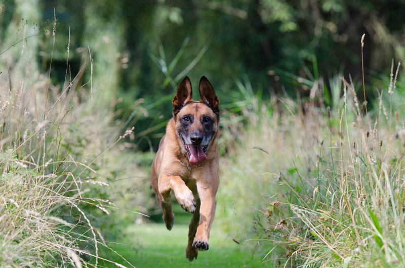 running dog, green color, looking at camera, obedience, animal mouth, daytime, lapse, nature, approach, malinois, photography, shepherd, domestic animals