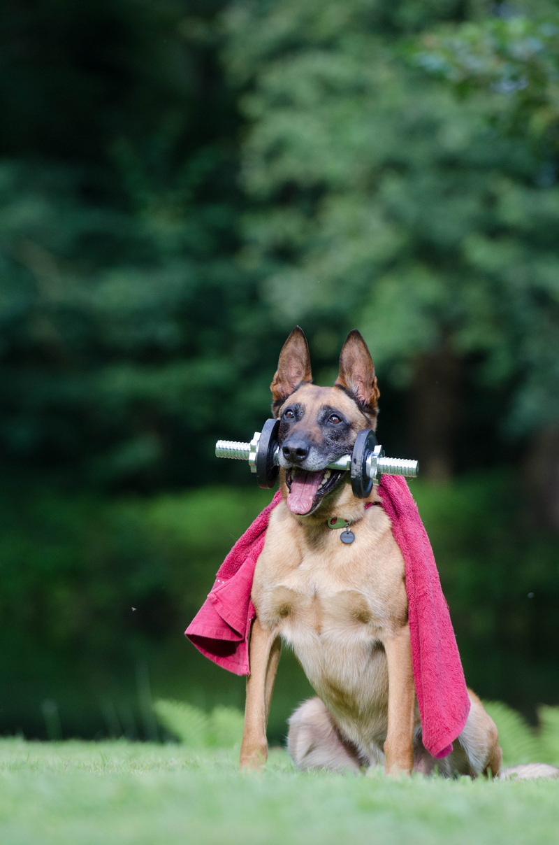 one animal, land, german, canine, daytime, lawn, gray, field, dog tricks, vertebrate, dog trick, animal, nature, plant, small, day, tan, outdoors, adult