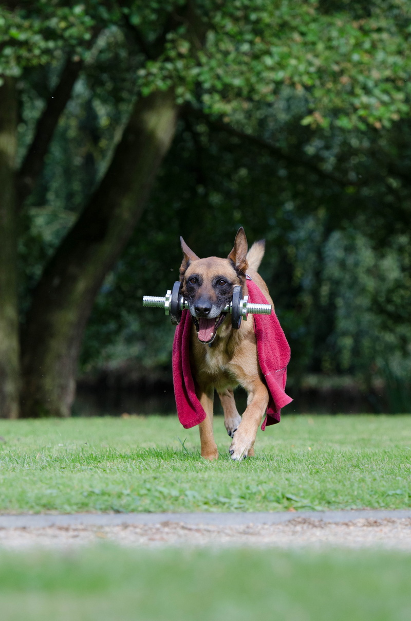 fitness, animal, outdoors, day, selective focus, pets, nature, mouth open, running, animal themes, dog trick, canine, one animal, no people, motion, malinois