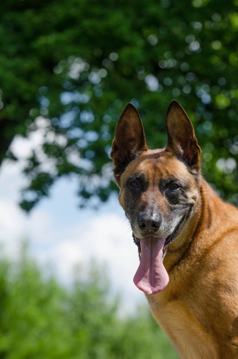 one animal, tree, canine, no people, mammal, animal head, nature, attention, 4K, dog, portrait, purebred Dog, domestic, animal body part, day, belgian shepherd dog