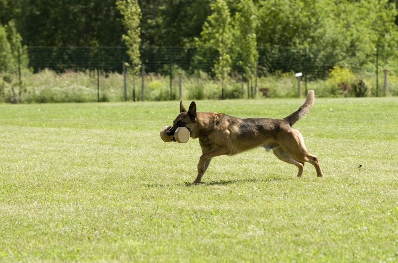 dog, belgian shepherd, plant, malinois, vertebrate, retrieving, domestic, one animal, animal themes, domestic animals, canine, pets, mammal, green color
