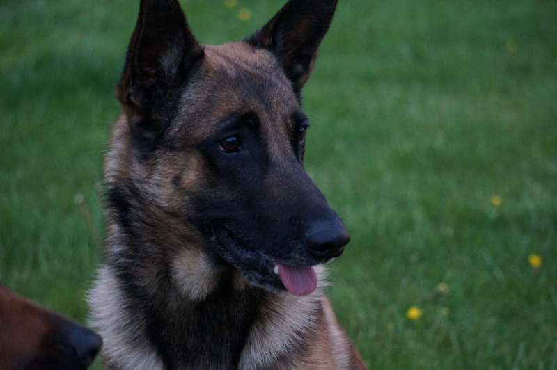 4K, canine, animal head, looking, nature, animal, focus on foreground, domestic animals, no people, animal body part, grass, belgian malinois, german shepherd