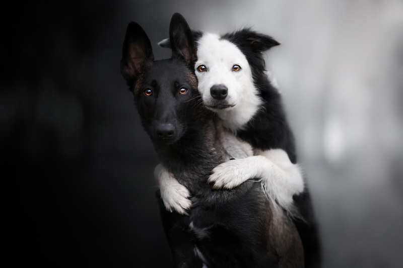 two dogs, Belgian shepherd, look, a couple, Malinois, background, 1080P, The border collie, friends