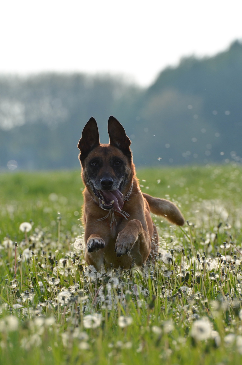 grass, portrait, looking at camera, animal, plant, motion recording, domestic animals, dog, animal head, one animal, day, small, running dog, surface level