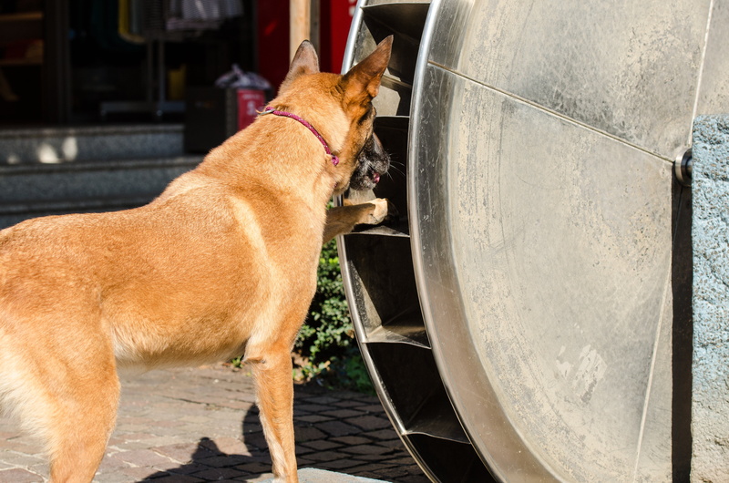 domestic animals, pet collar, outdoors, nature, summer, pets, domestic, animal themes, day, architecture, looking, one animal, malinois, vertebrate, animal