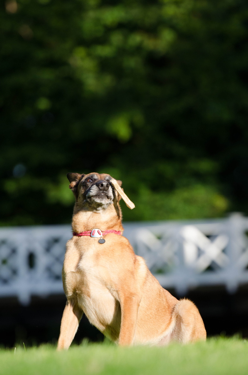 plant, funny, looking, dog with a bone, face, weimaraner, tricks for dogs, relaxation, 4K, no people, domestic animals, bizarre, mammal, pet collar, sitting