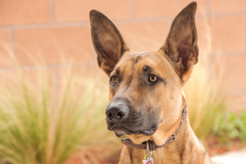 ears, german shepherd, day, selective, dog, close-up, home, shepherd, looking at camera, focus, collar, looking, canine, domestic, breed, doggy, eyes, one animal