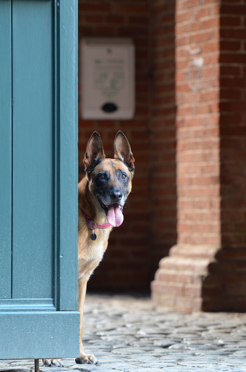 canine, outdoors, sunlight, animal themes, mammal, Belgian Shepherd Dog, Malinois, brick, animal, brick wall, building, domestic, vertebrate, one animal