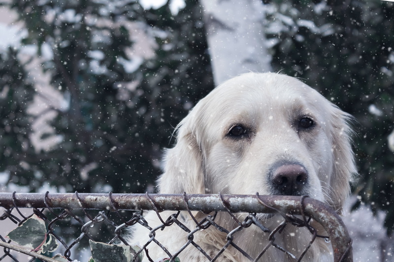 animal themes, adult, domestic, outdoors, friend, vertebrate, kuvasz, dog, focus on foreground, no people, white color, canine, animal head, happy, purebred