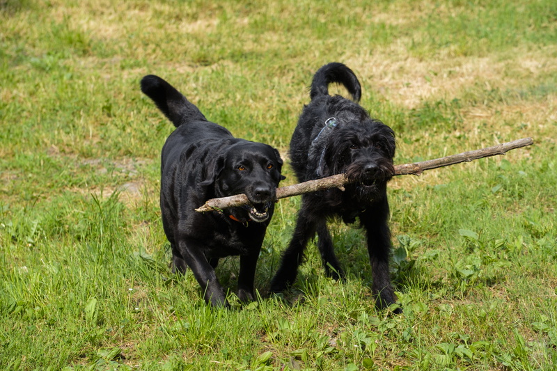 two, long, nature, floor, retrieve, 5K, animal, one animal, hybrid, canine, coated, plant, field, domestic, black color, king poodle, grass, animal themes