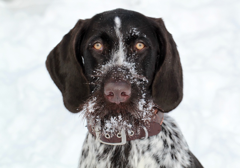snowing, domestic animals, pets, frost, mammal, pet, snow, fur, winter, domestic, in the, black, nature, no people, wirehaired, animal themes, 2K, hunting dog