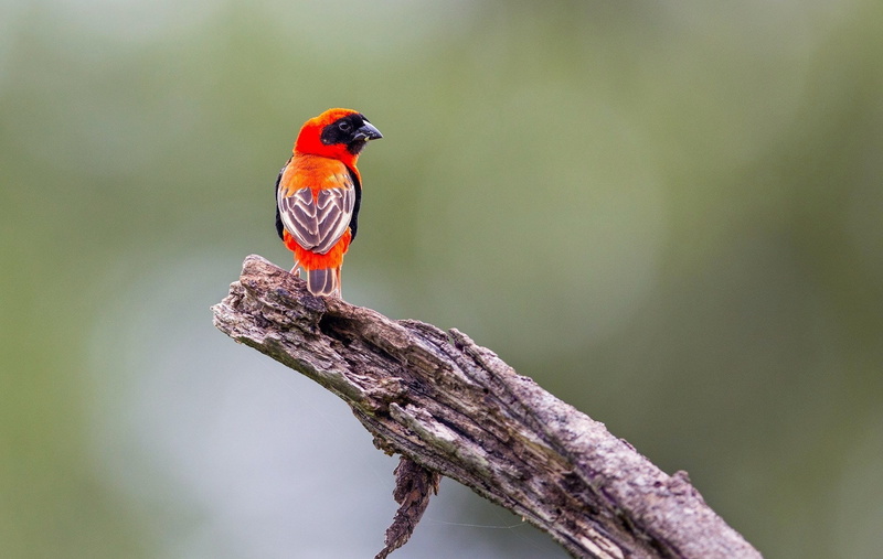rainbow lorikeet, tropical bird, nature, animal, orange color, animals in the wild, 1080P, perching, tree, plant, multi colored, birds, full length, rainforest