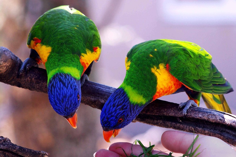 animal, group of animals, color, animal themes, villars dombes, branch, beauty in nature, perching, two animals, parrot, bird, no people, focus on foreground