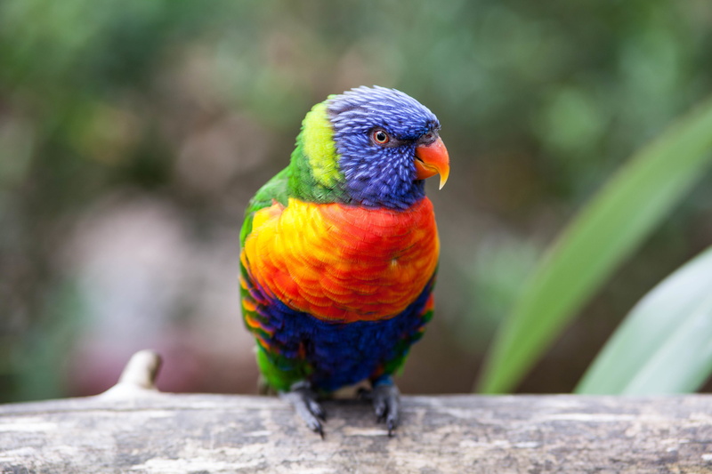 5K, 4K, Parrot, 5K, Rainbow Lorikeet