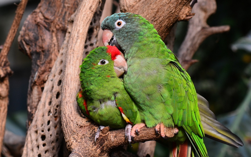 bird, green color, group of animals, branch, day, birds, rainbow lorikeet, parrot, perching, tree, parakeet, close-up, no people, animal themes, animal