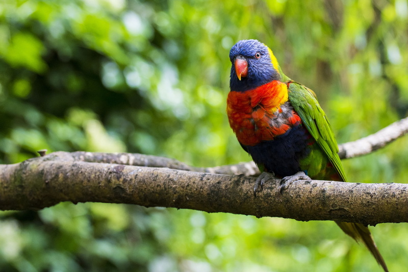 parrot, Bird, branch, blurring, tree, green, multicolored, Nature, rainbow, Rainbow lorikeet, lorikeet, 1080P