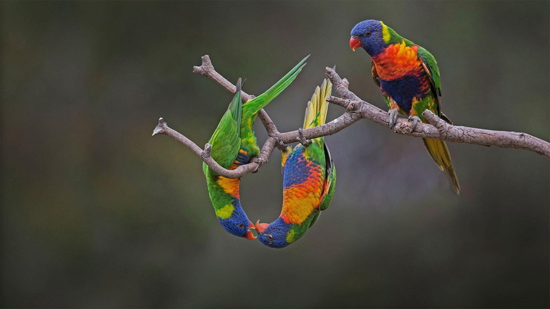 outdoors, vertebrate, branch, animal wildlife, animals in the wild, rainbow lorikeet, beak, lorikeet, full length, bird, feather, nature, fauna, group of animals