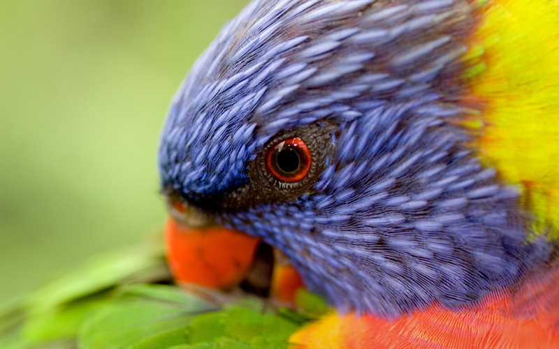 lorikeet, rainbow, 1080P