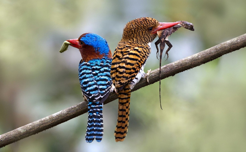 vertebrate, branch, tree, red, group of animals, 1080P, plant, animal themes, rainbow lorikeet, animal, perching, decor, day, animals in the wild, outdoors