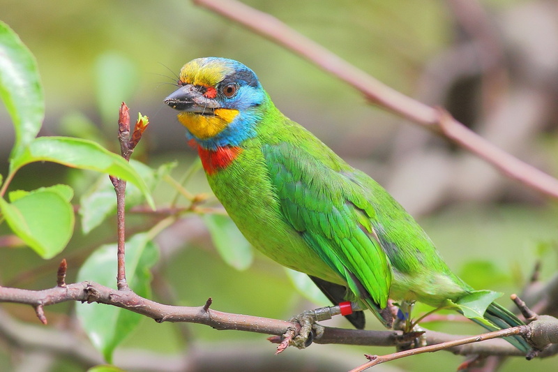 green color, plant, animals in the wild, no people, rainbow lorikeet, perching, parrot, branch, outdoors, focus on foreground, beauty in nature, tree, 1080P