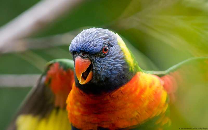 1080P, parrot, lorikeet, rainbow