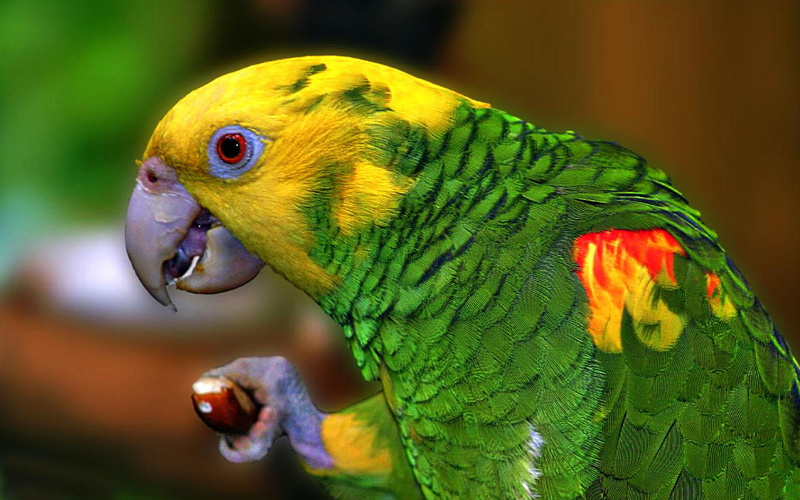 hd, vertebrate, animal body part, pc, animal themes, yellow, animal wildlife, phone, focus on foreground, parrot, laptop, animal head, nature, green color