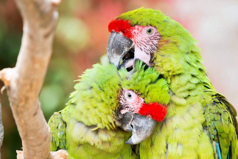 animal wildlife, rainbow lorikeet, animals in the wild, two animals, vertebrate, animals, multi colored, nature, animal themes, red, beak, bird, no people