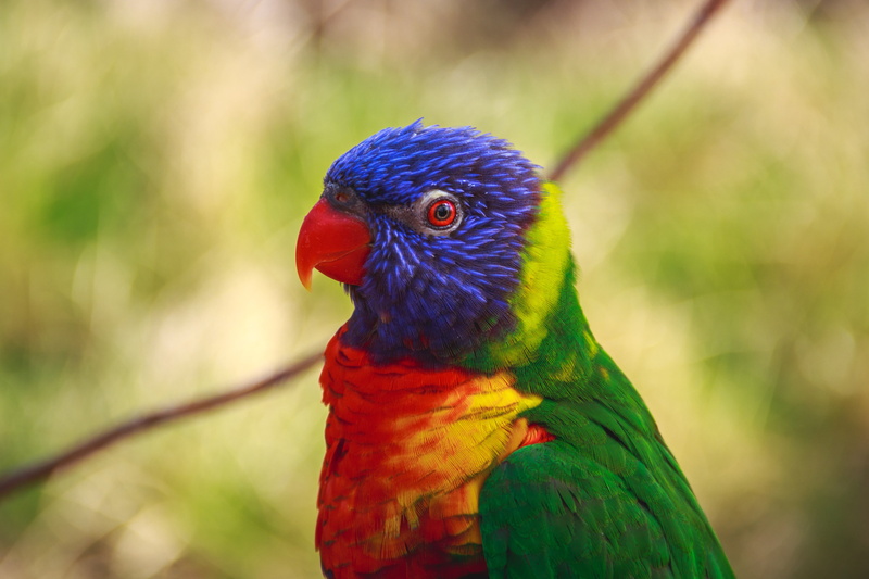 focus on foreground, wildlife, outdoors, bird, yellow, 4K, beak, pets, one animal, green Color, blue, lorikeet, close-up, day, colorful, animals In The Wild