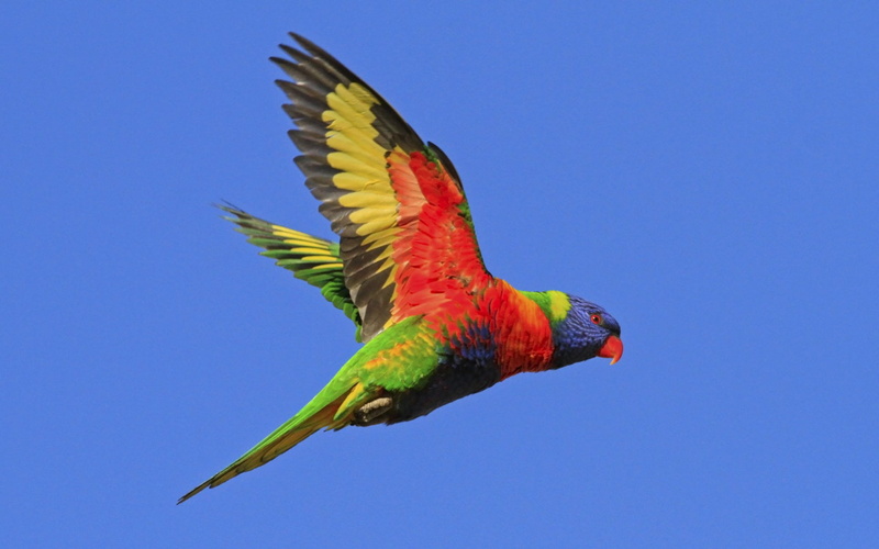 animal themes, Sky, animal, 1080P, vertebrate, Bird, multi colored, animal wildlife, one animal, Flying, spread wings, macaw, Flight, day, no people, nature