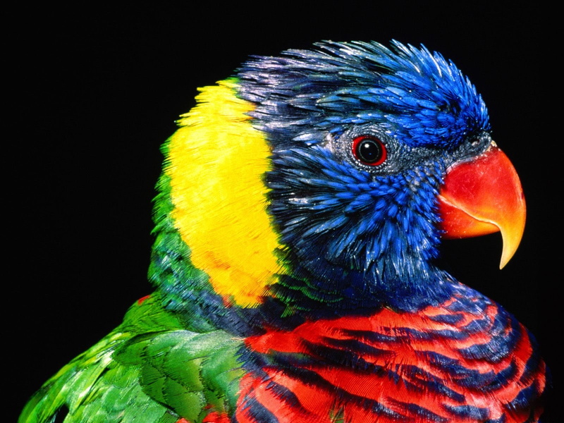 rainbow, lorikeet, 720P, bird