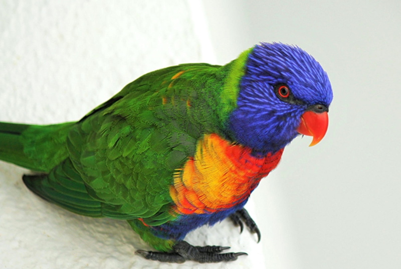 no people, wildlife, green, selective, animal, profile view, day, exotic, blue, colorful, close up, close-up, portrait, parrot, green color, rainbow, animal themes