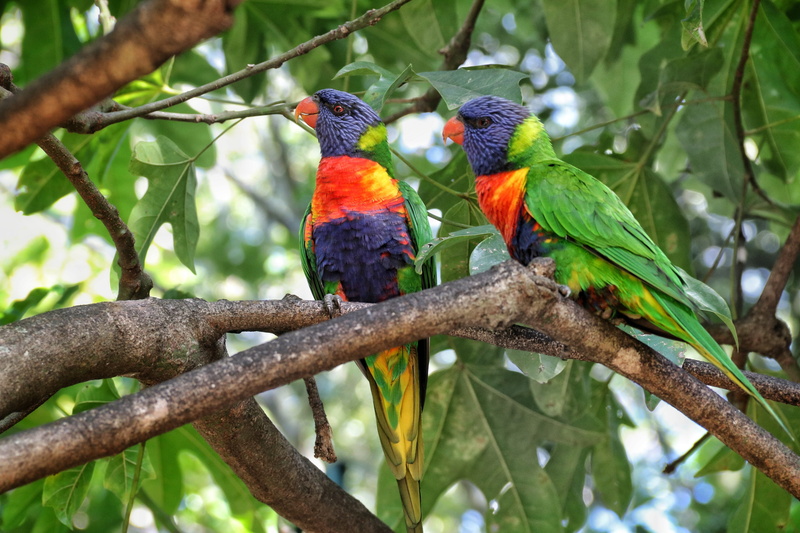 feather, rainbow lorikeet, animal themes, parrot, multi colored, coconut lorikeet, plant, two animals, 5K, focus on foreground, no people, low angle view