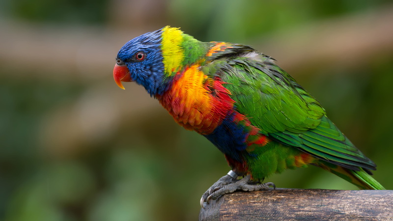 rainbow lorikeet, green, beak, red, animals in the wild, beauty in nature, nature, short, animal wildlife, parrot, animal themes, perching, close-up, blue
