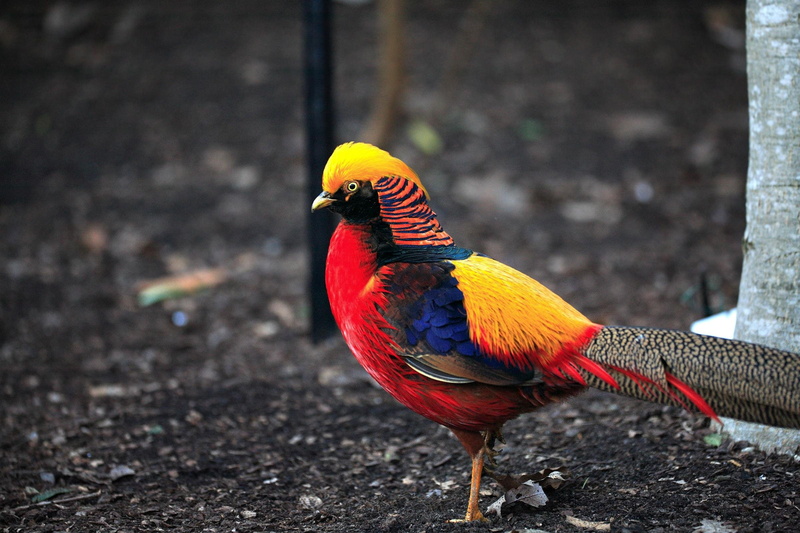3, outdoors, vertebrate, gold, animal themes, focus on foreground, perching, animal wildlife, parrot, macaw, Golden, day, Colorful, animals in the wild
