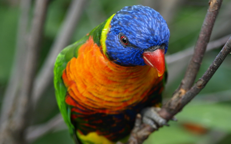 rainbow lorikeet, branch, tree, nature, Lorikeet, animal themes, bird, one animal, parrot, day, outdoors, animal, perching, 1080P, birds, no people, close-up