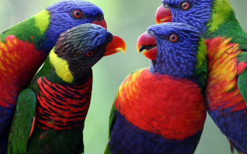 close-up, mouth open, animals in the wild, multi colored, beauty in nature, togetherness, two animals, bird, animal, Rainbow Lorikeet, Parrot, focus on foreground