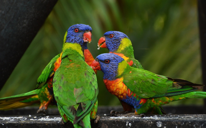 rainbow lorikeet, parrots backgrounds, 4K, download 3840x2400 rainbow lorikeet, birds