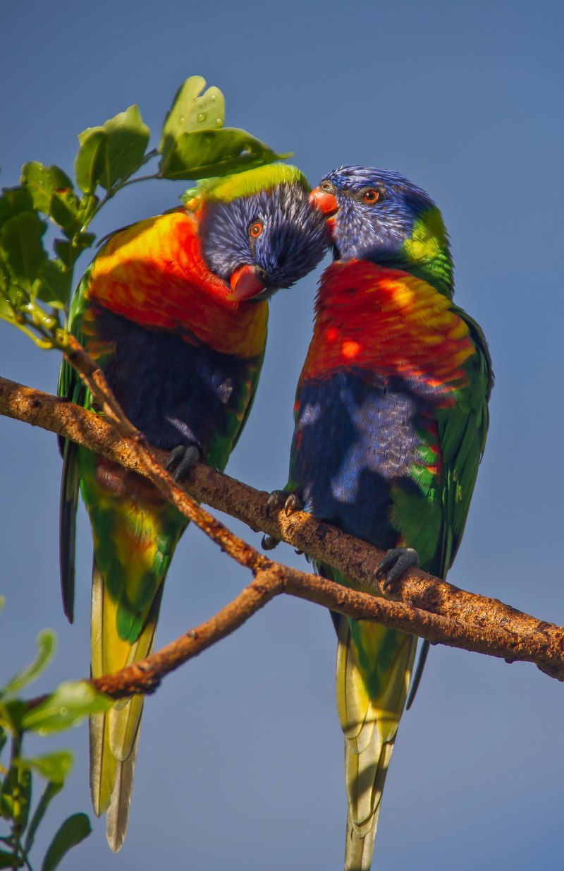 queensland, outdoors, tree, birds, sky, animal themes, colourful, 2K, parrots, day, beauty in nature, parrot, perched, animals in the wild, twig, rainbow lorikeet