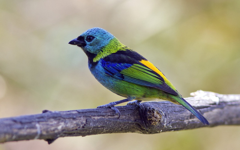 birds, tangara, cyanocephala, tanagra, 1080P