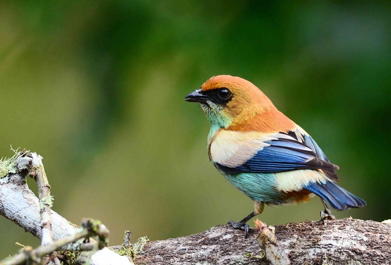 1080P, Birds, Tangara, Bird