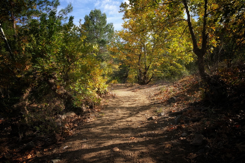 dirt, scenics - nature, tree, outdoors, nature, direction, tranquil scene, the way forward, day, beauty in nature, tranquility, plant, no people, trail