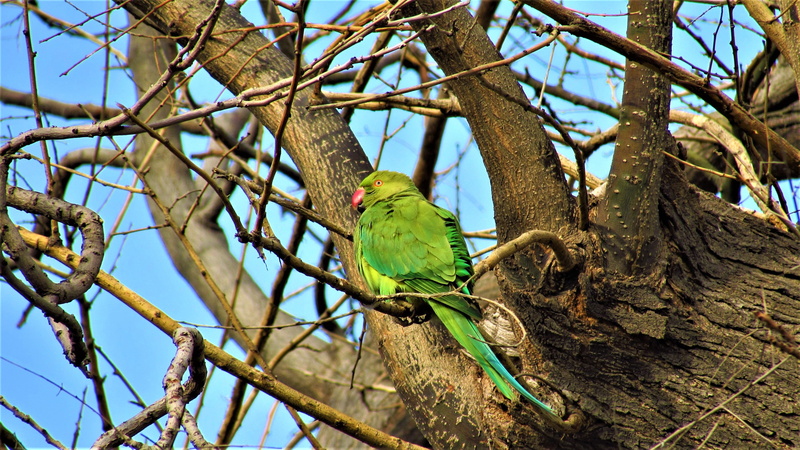 day, tree, outdoors, animal, bare tree, trunk, animal themes, birds, parrot, beauty in nature, tree trunk, wildlife, branch, nature, no people, one animal